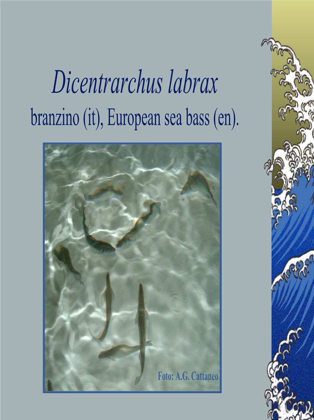 Dicentrarchus Labrax Branzino (It), European Sea Bass (En)