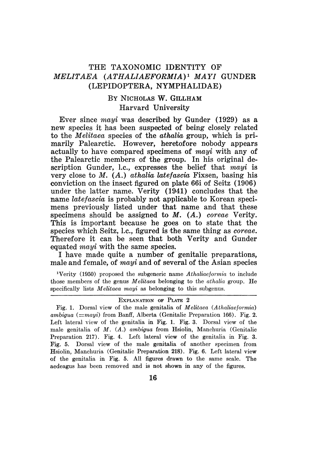 Very Close to M. (A.) Athalia Ltefascia Fixsen, Basing His Conviction on the Insect Figured on Plate 66I of Seitz (1906) Under the Latter Name