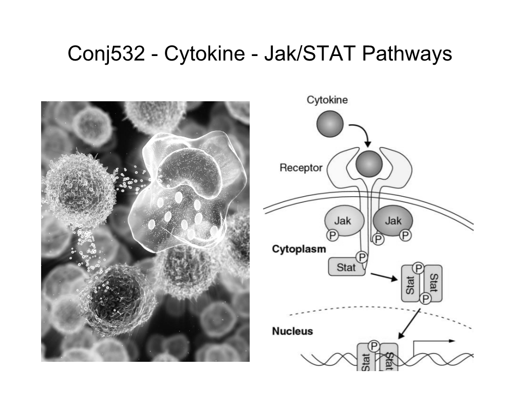 Conj532 - Cytokine - Jak/STAT Pathways T-Helper Cell Subsets and Cytokine Profiles