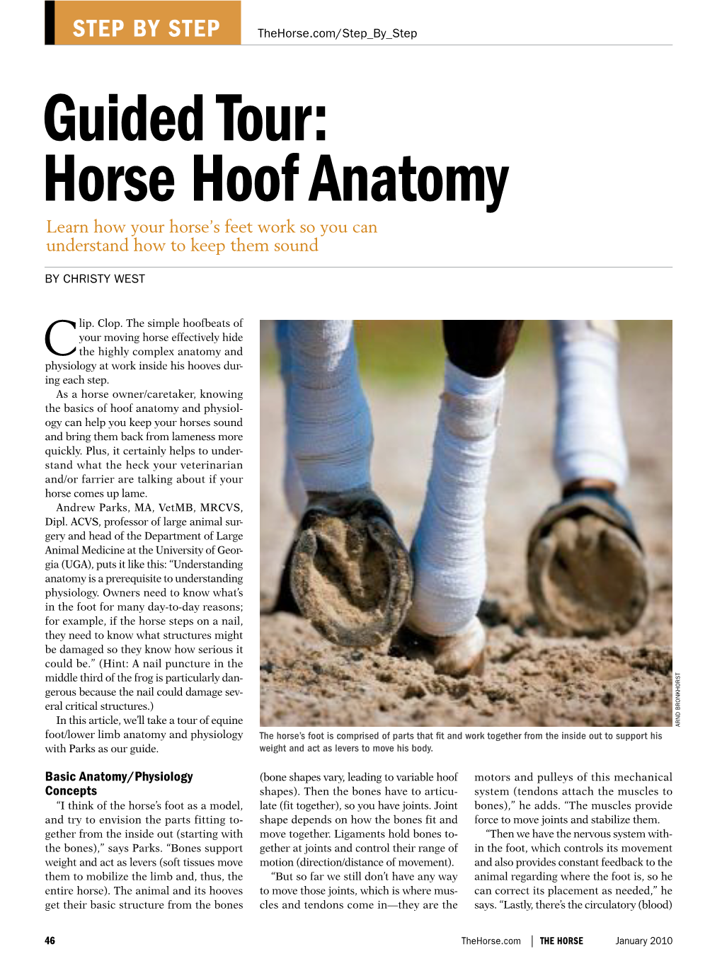 Guided Tour: Horse Hoof Anatomy Learn How Your Horse’S Feet Work So You Can Understand How to Keep Them Sound