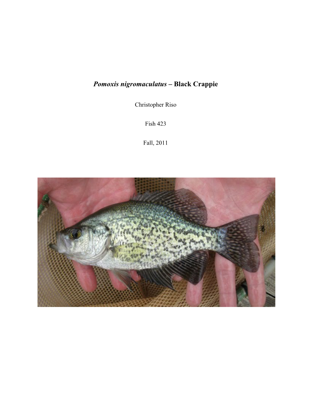 Pomoxis Nigromaculatus – Black Crappie