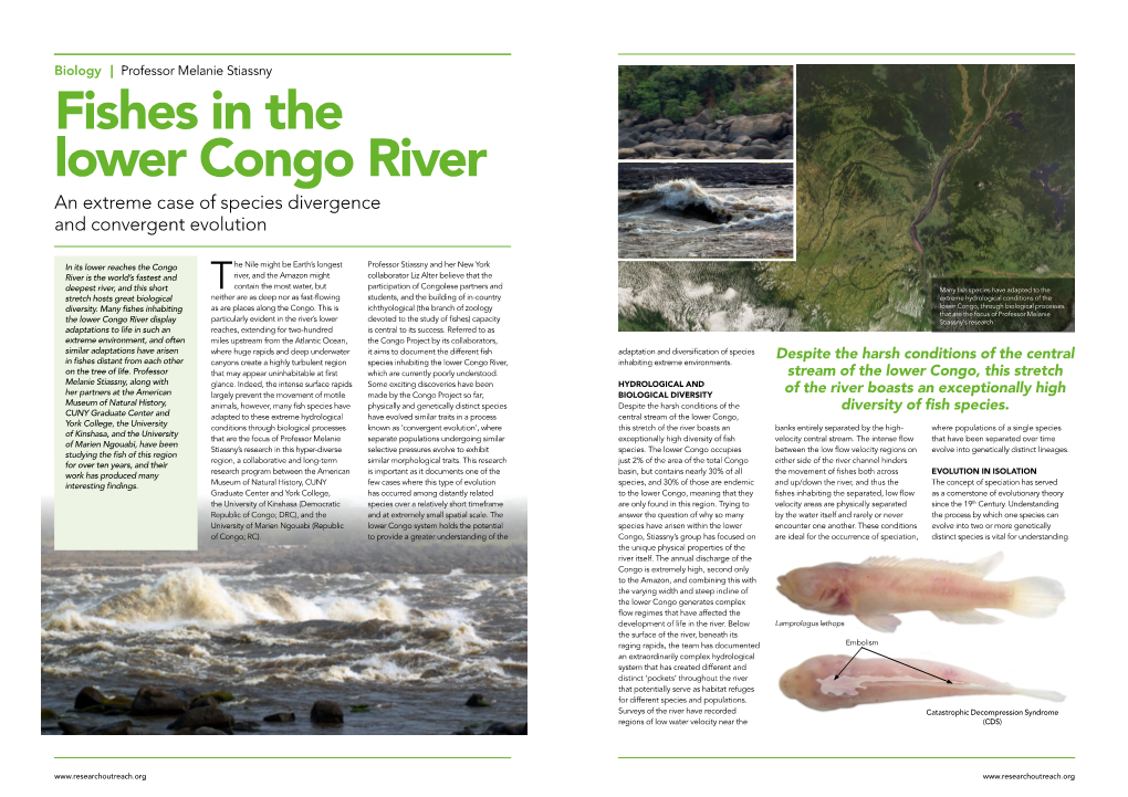 Fishes in the Lower Congo River an Extreme Case of Species Divergence and Convergent Evolution