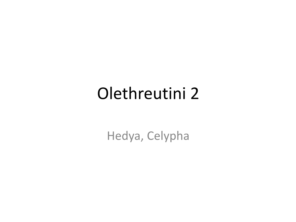 Olethreutini 2