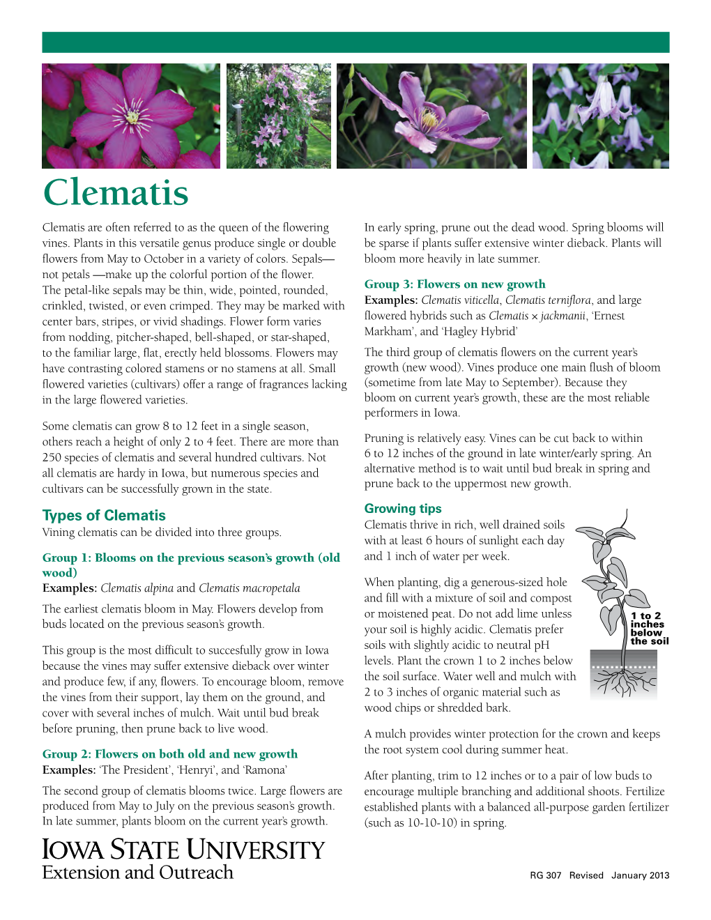 Clematis Clematis Are Often Referred to As the Queen of the Flowering in Early Spring, Prune out the Dead Wood