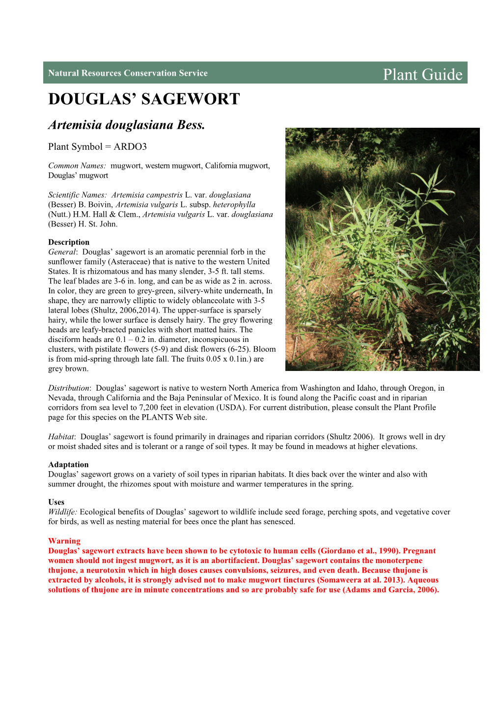 Douglas' Sagewort (Artemisia Douglasiana) Plant Guide