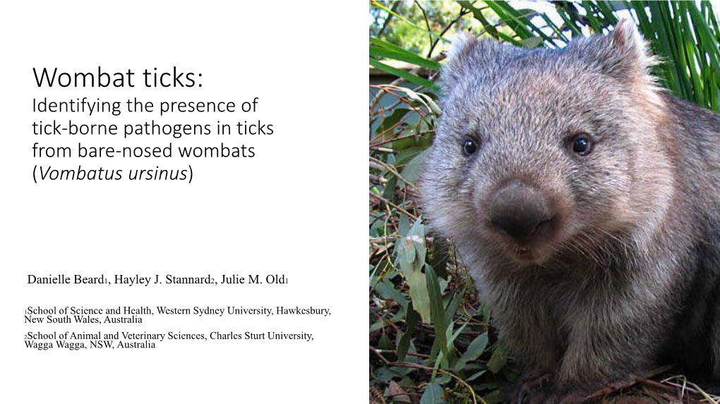 Wombat Ticks: Identifying the Presence of Tick-Borne Pathogens in Ticks from Bare-Nosed Wombats (Vombatus Ursinus)