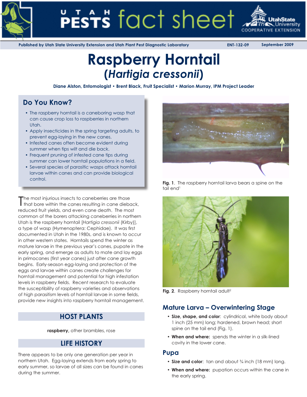 Raspberry Horntail (Hartigia Cressonii) Diane Alston, Entomologist • Brent Black, Fruit Specialist • Marion Murray, IPM Project Leader