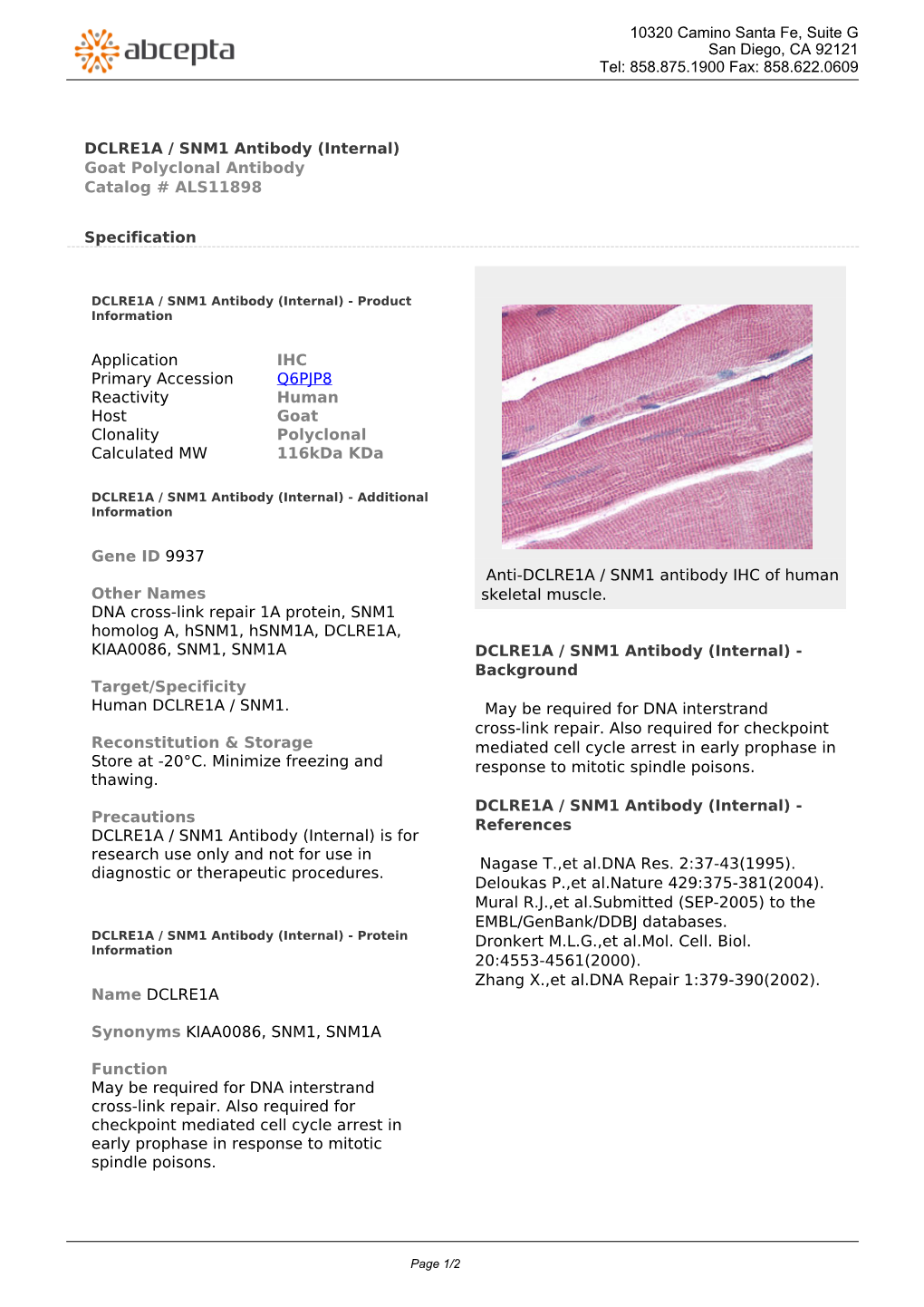 DCLRE1A / SNM1 Antibody (Internal) Goat Polyclonal Antibody Catalog # ALS11898