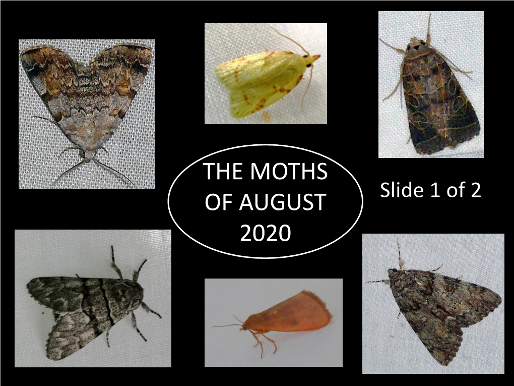 The Moths of August 2020