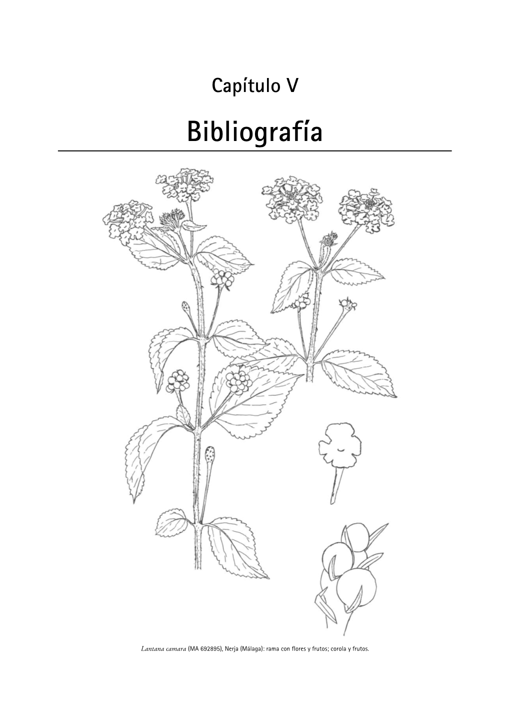 Capítulo 5: Bibliografía