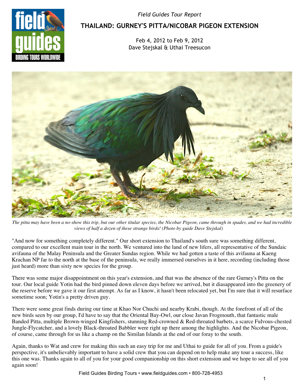 Field Guides Birding Tours Thailand Gurney's