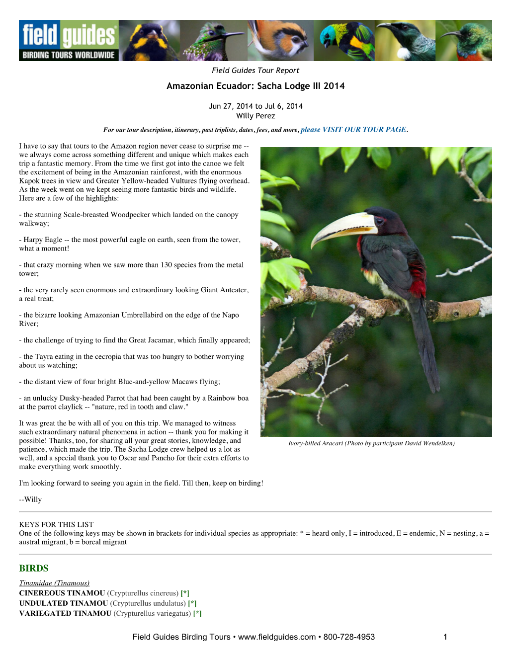 FIELD GUIDES BIRDING TOURS: Amazonian Ecuador: Sacha Lodge