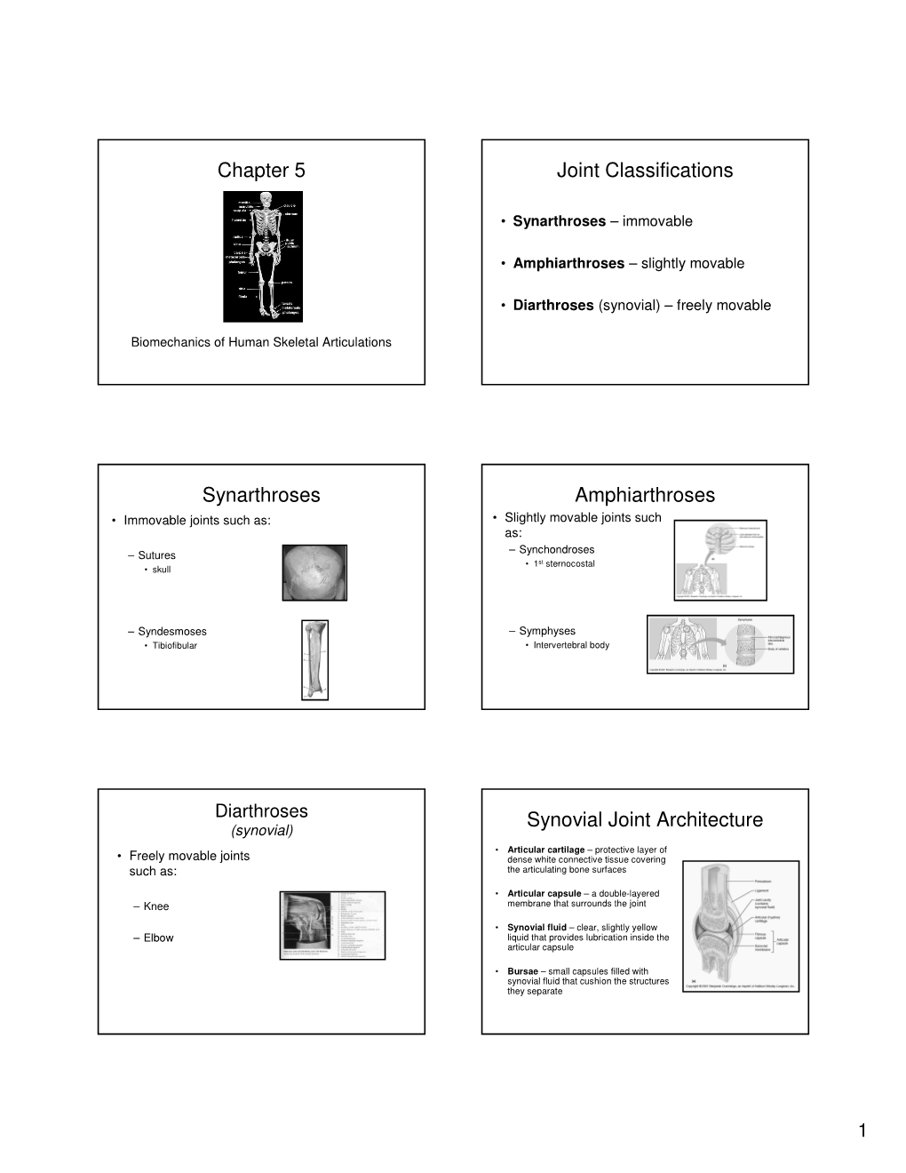 Chapter 5 Joint Classifications Synarthroses Amphiarthroses