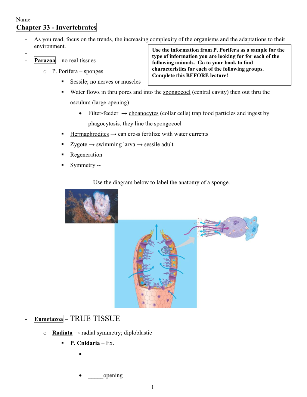 Eumetazoa – TRUE TISSUE