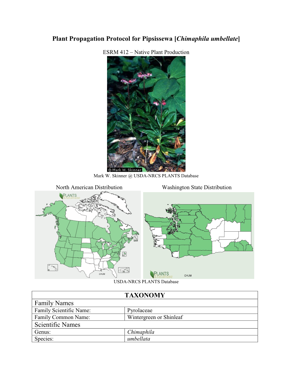 Plant Propagation Protocol for Pipsissewa [Chimaphila Umbellate]