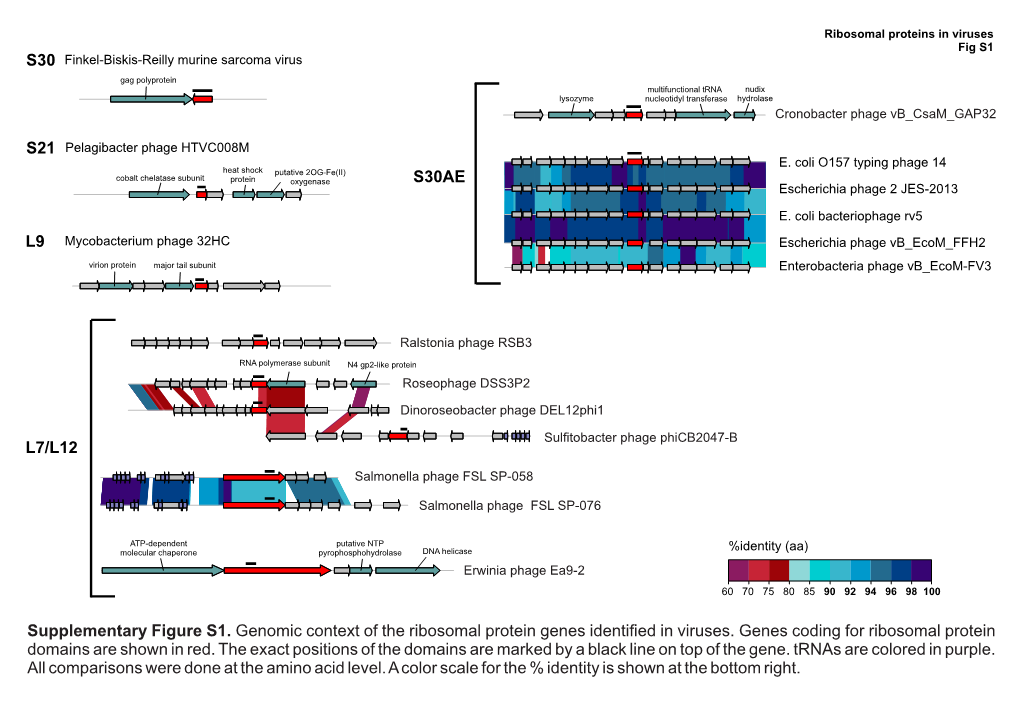 Supplementary Figure S1. Genomic Context of the Ribosomal Protein Genes Identiﬁed in Viruses