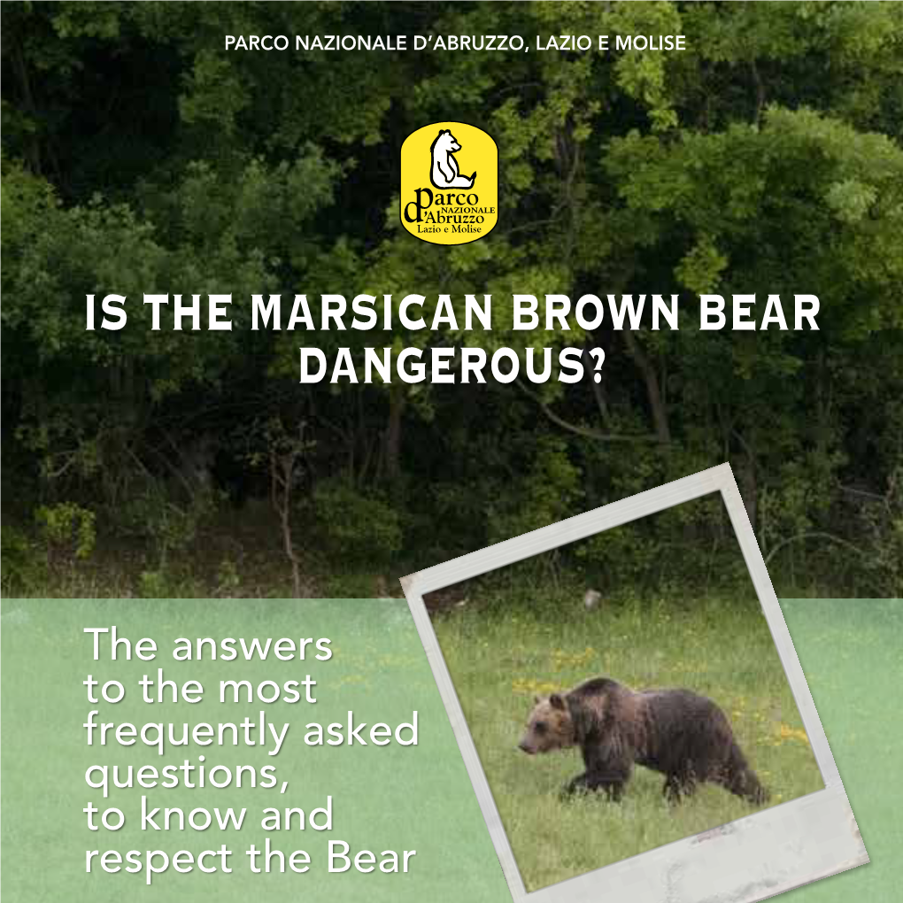 Is the Marsican Brown Bear Dangerous?