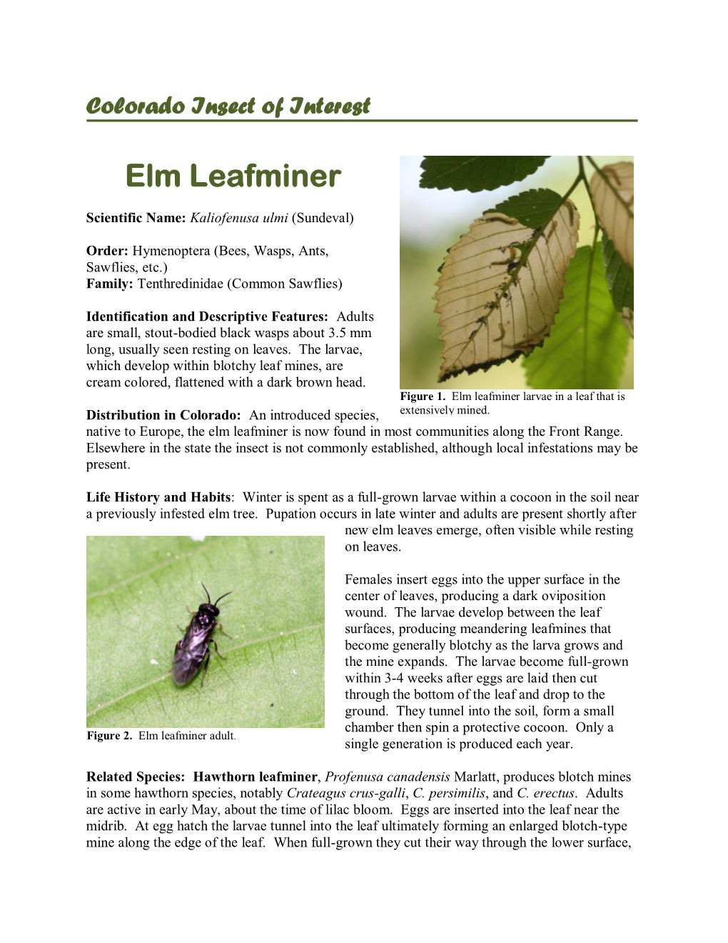 Elm Leafminer