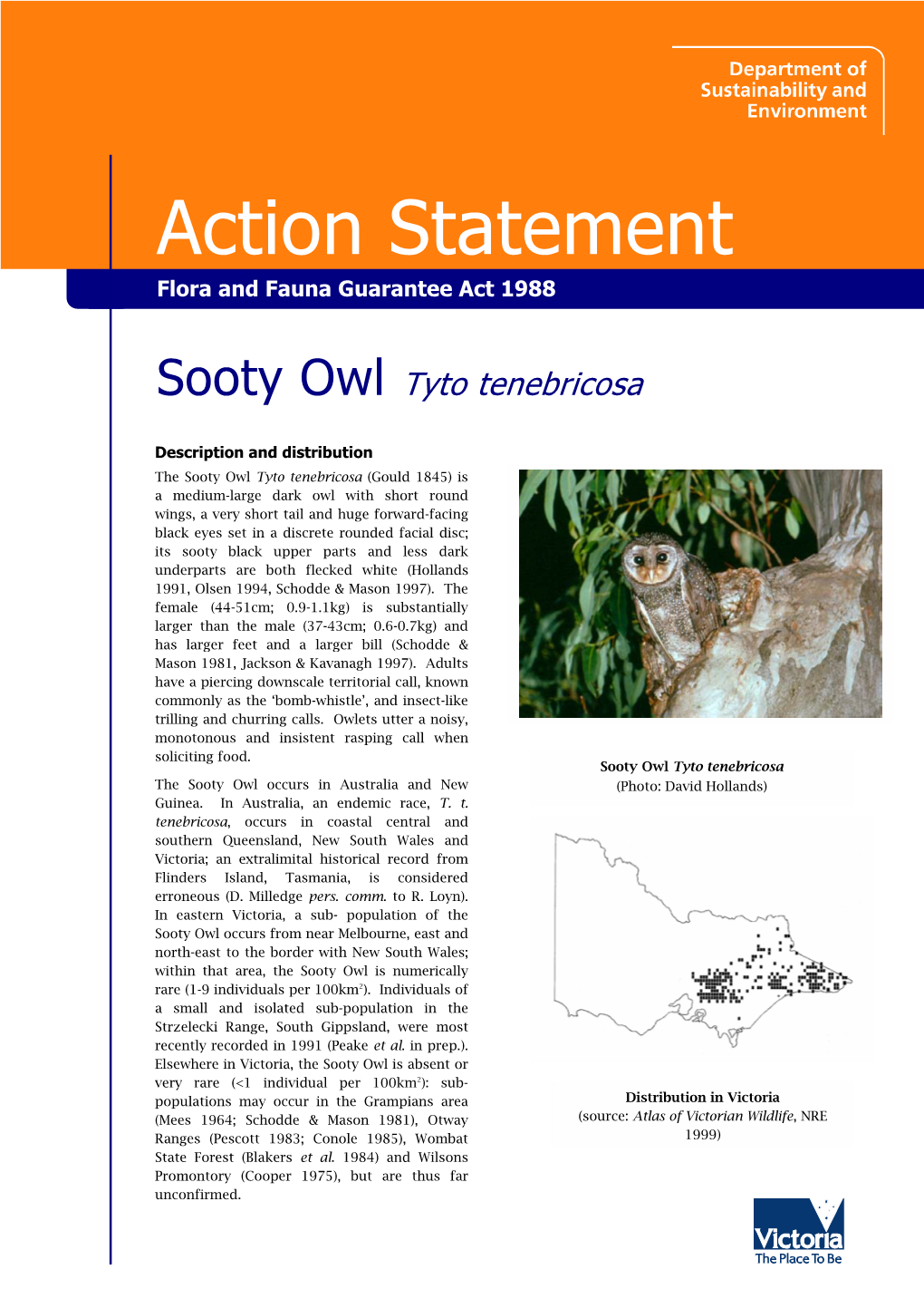 Sooty Owl Tyto Tenebricosa