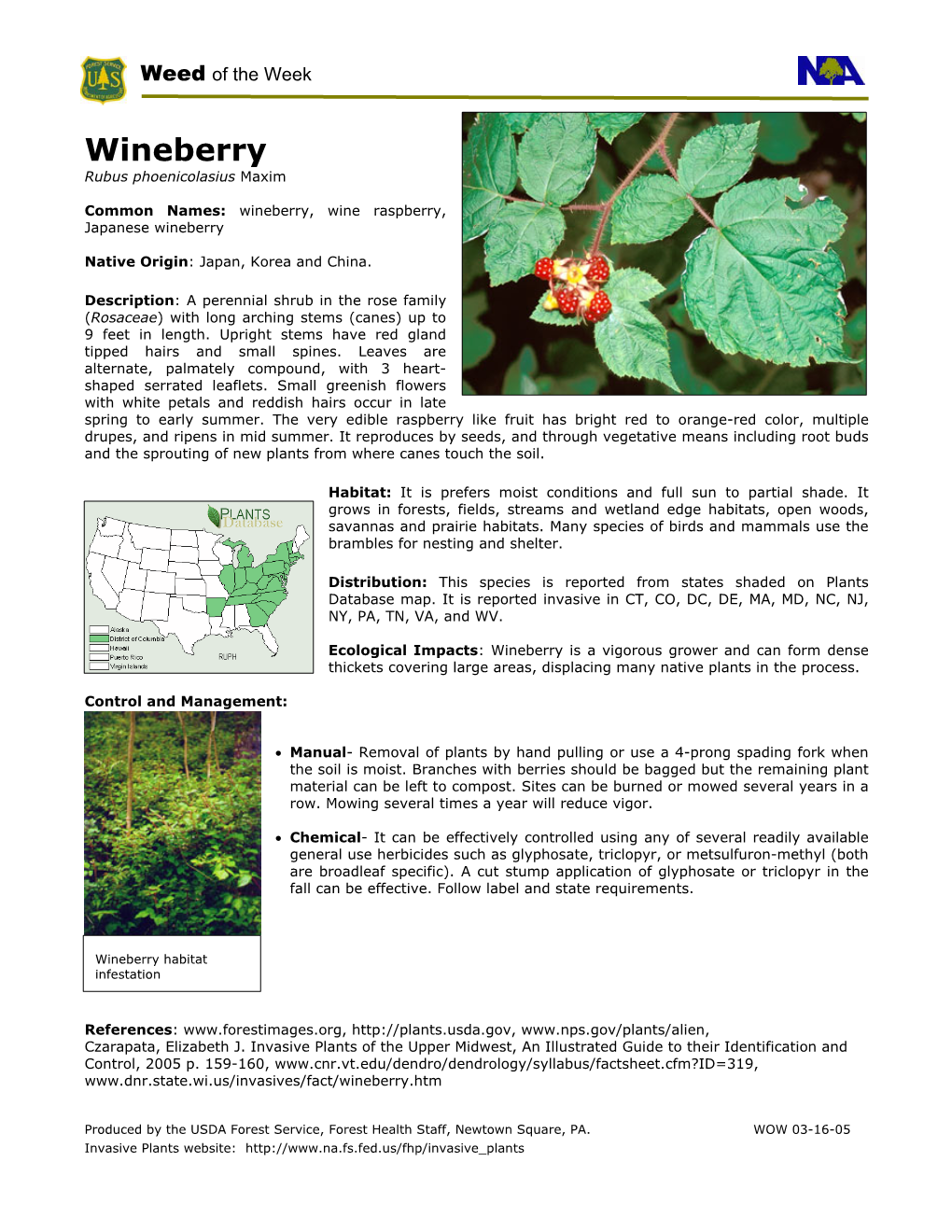 Wineberry Rubus Phoenicolasius Maxim