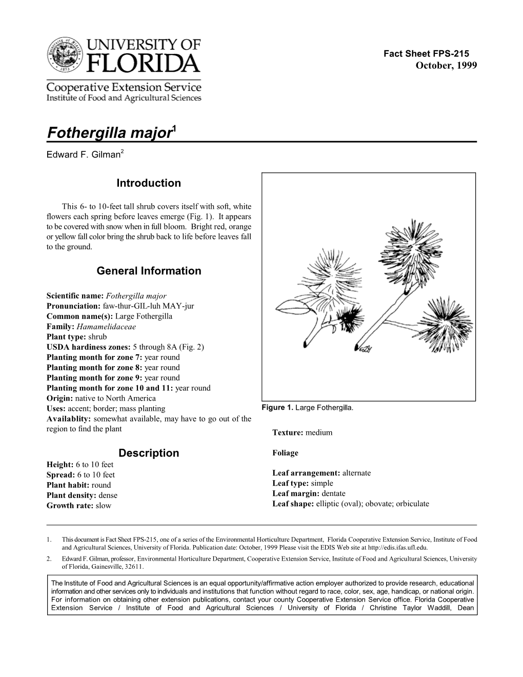 Fothergilla Major1