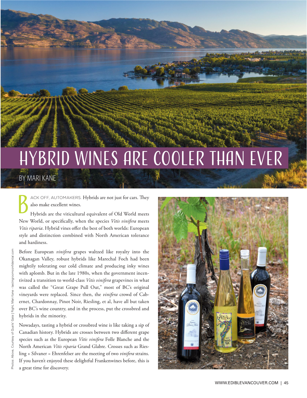 Hybrid Wines Are Cooler Than Ever by MARI KANE
