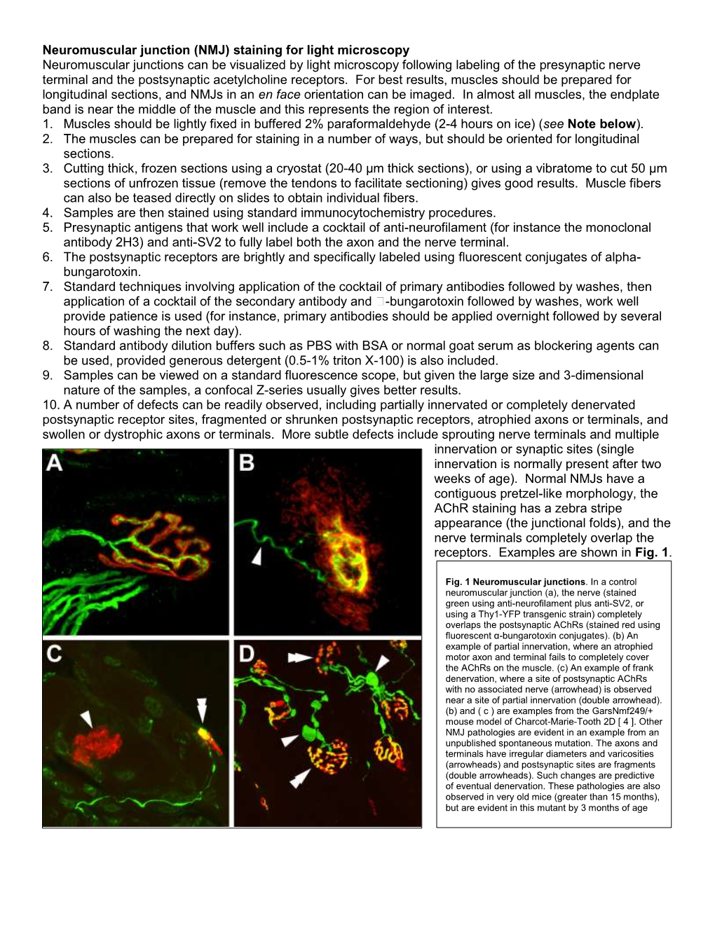 Neuromuscular Junction (NMJ) Staining for Light Microscopy