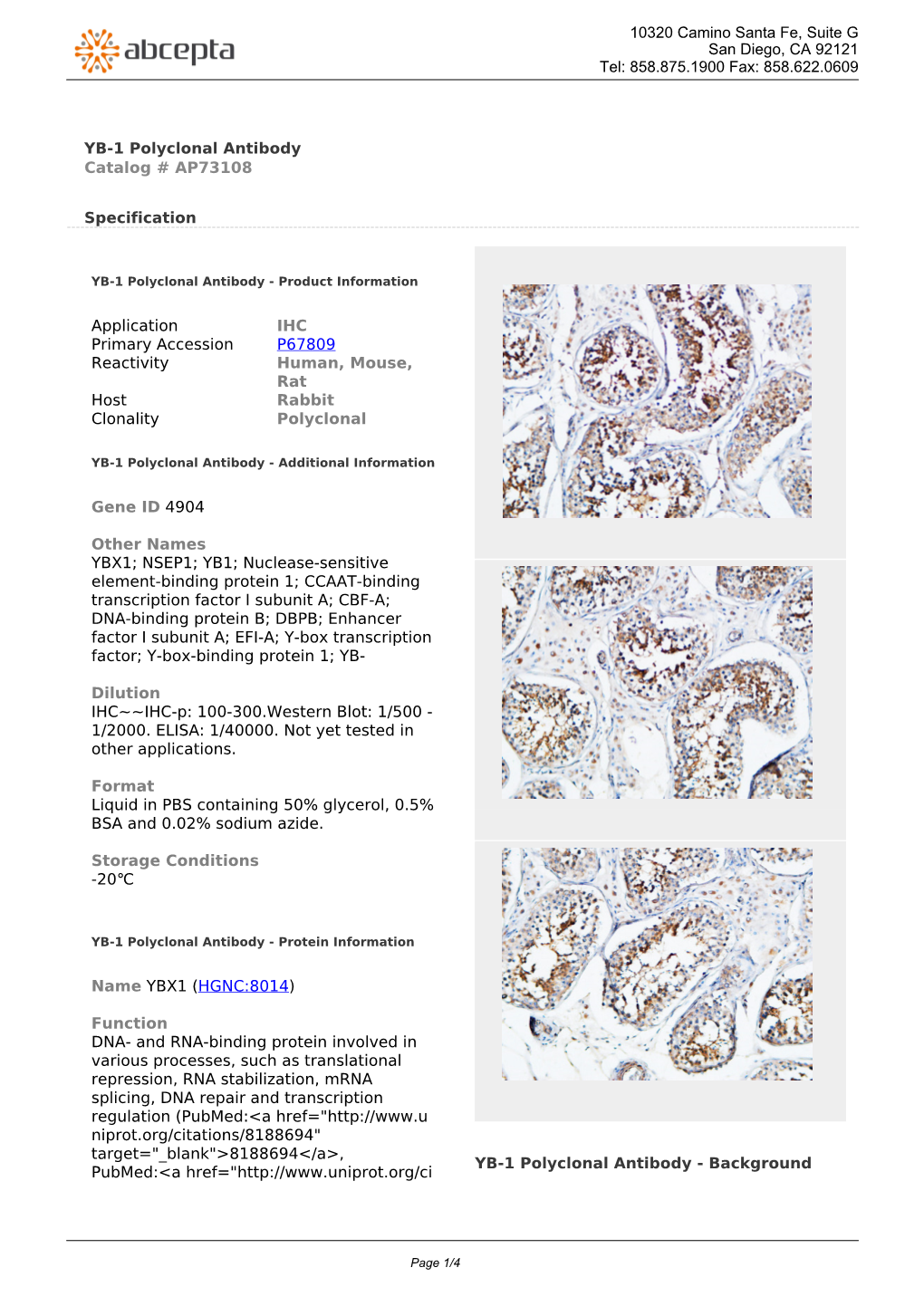 YB-1 Polyclonal Antibody Catalog # AP73108