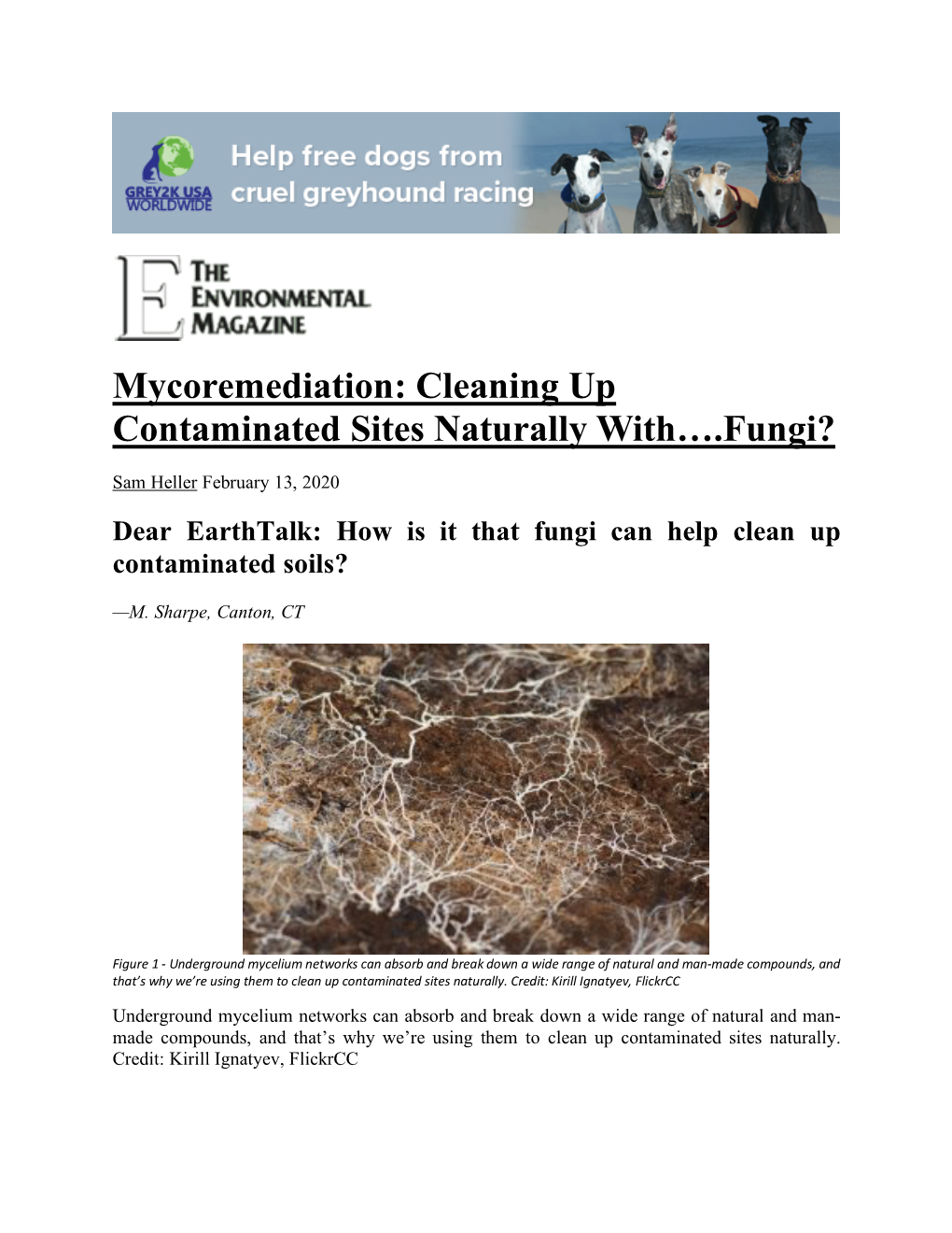 Mycoremediation: Cleaning up Contaminated Sites Naturally With….Fungi?