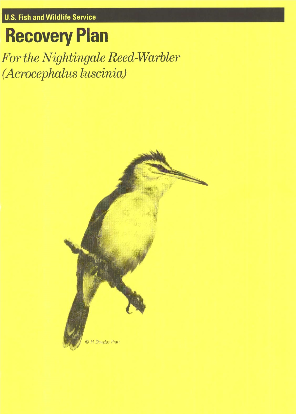 RECOVERY PLAN for the NIGHTINGALE REED-WARBLER (Acrocephalus Luscinia)