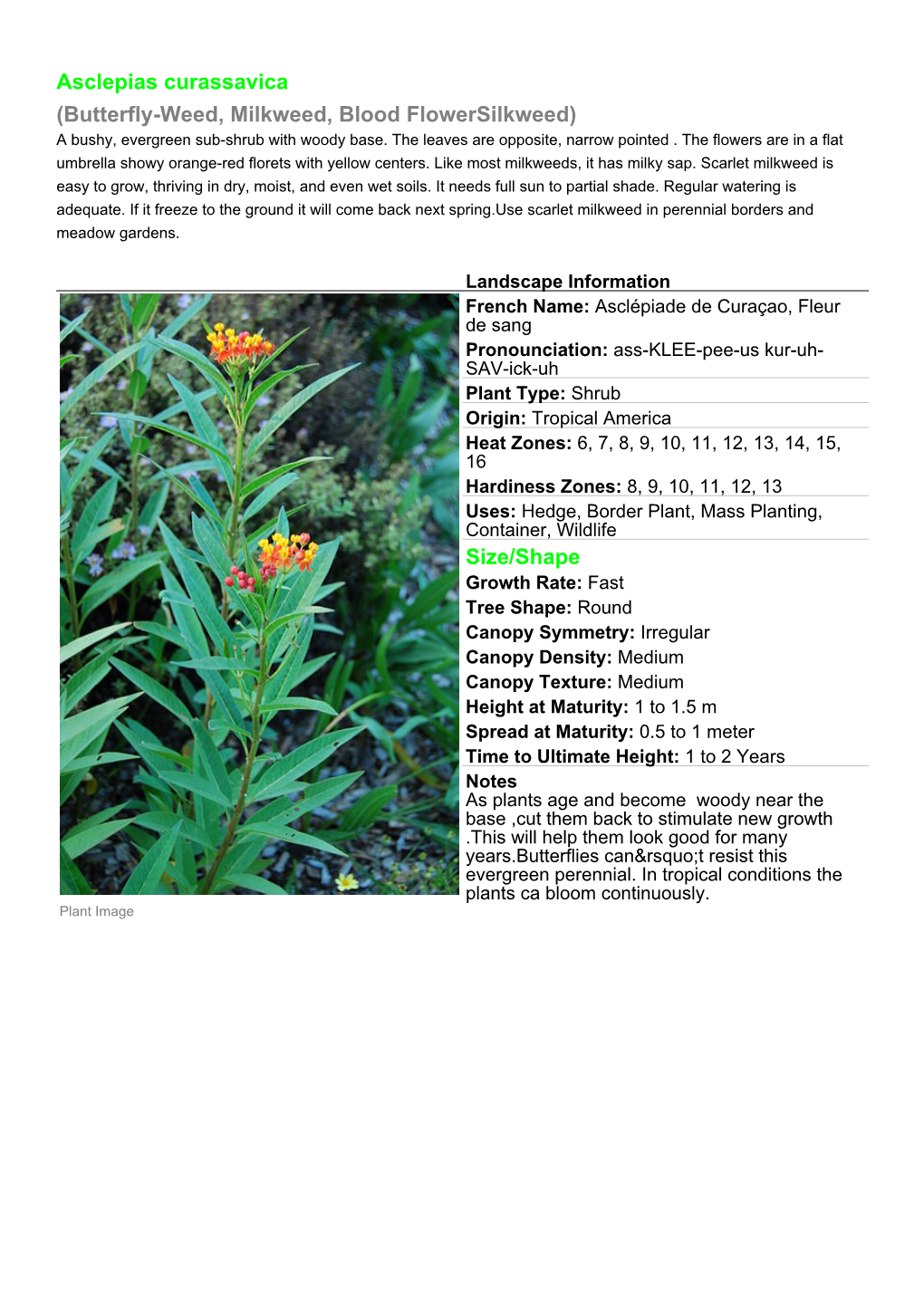 (Butterfly-Weed, Milkweed, Blood Flowersilkweed) Size/Shape