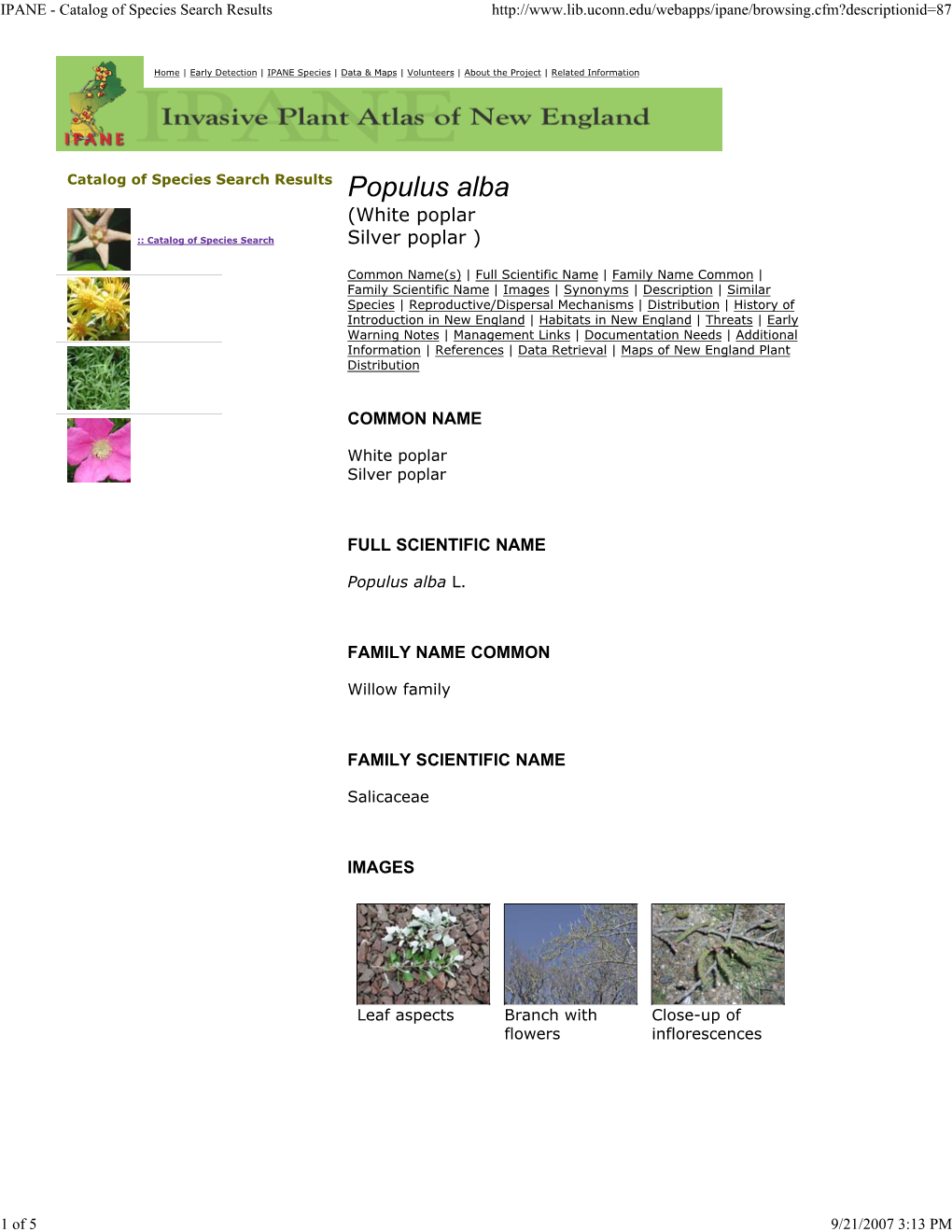 White Poplar :: Catalog of Species Search Silver Poplar )