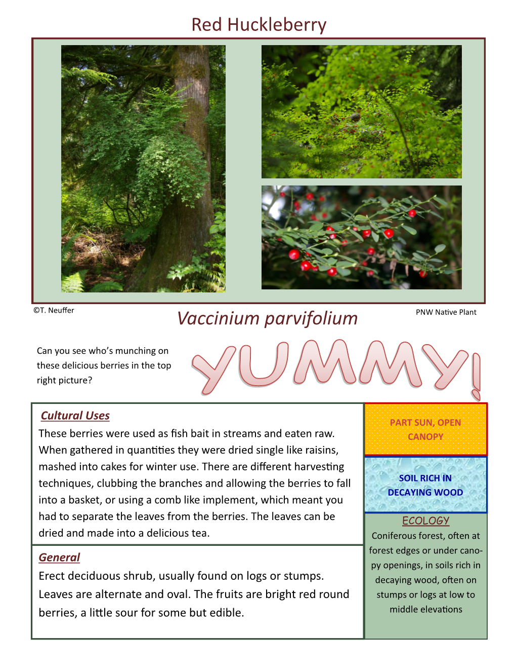 Red Huckleberry Vaccinium Parvifolium