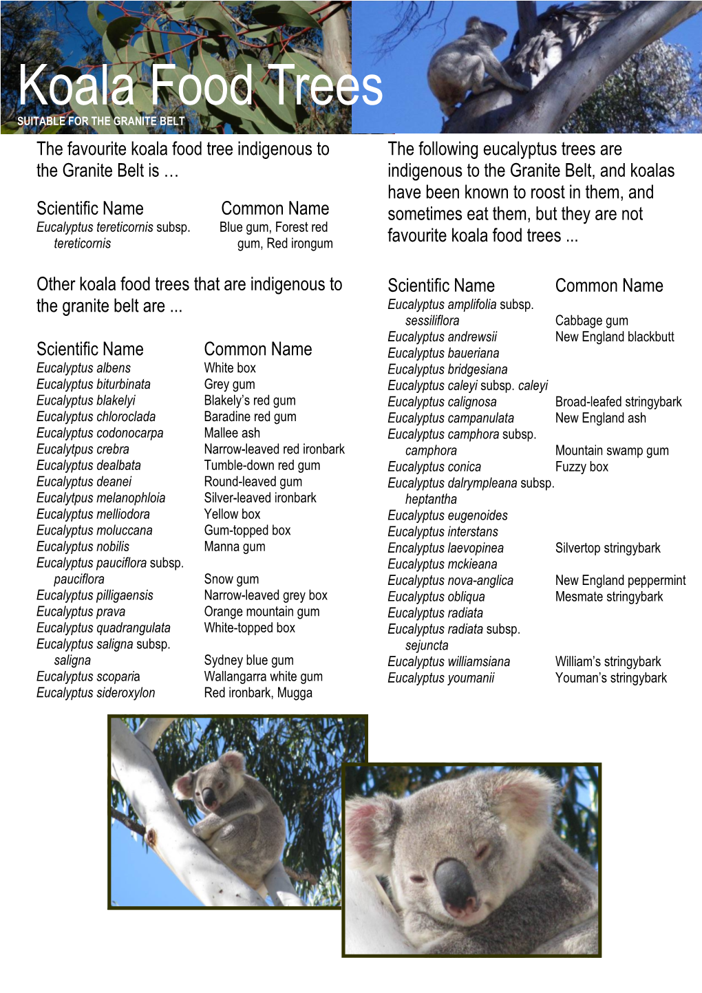 Koala Food Trees