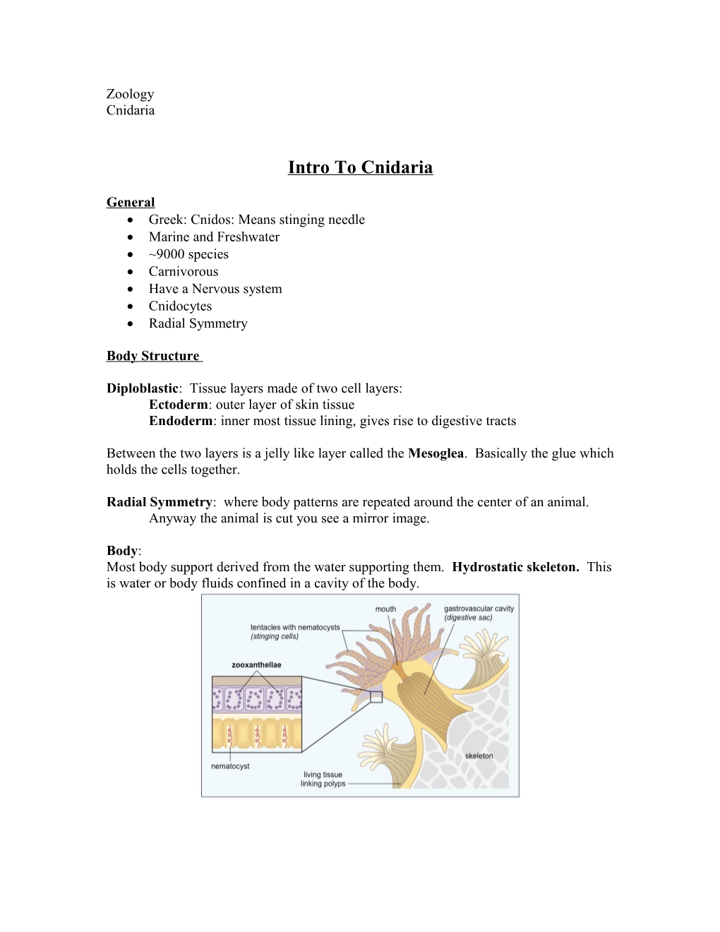 Intro to Cnidaria