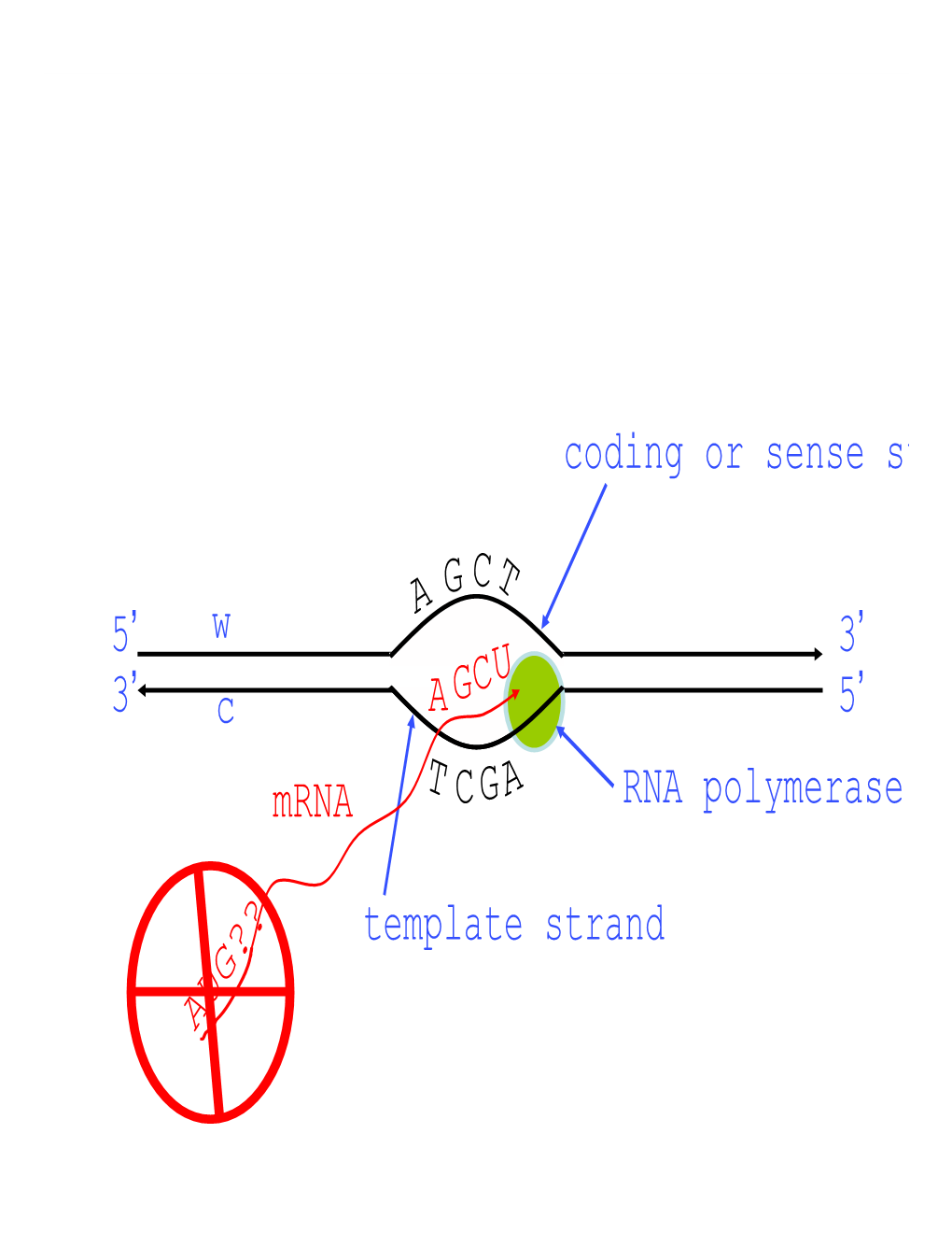 5' 3' 3' 5' W C a T Coding Or Sense St Template Strand Mrna GA C GC