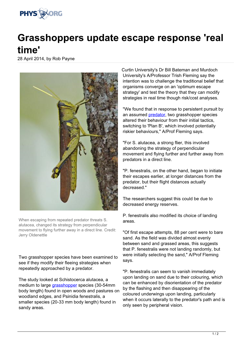 Grasshoppers Update Escape Response 'Real Time' 28 April 2014, by Rob Payne