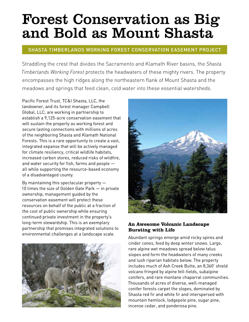 Shasta Timberlands Working Forest Conservation Easement Project