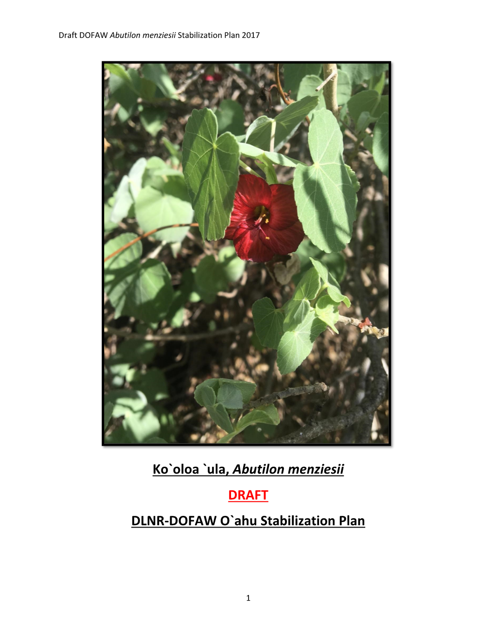 Ko`Oloa `Ula, Abutilon Menziesii DRAFT DLNR-DOFAW O`Ahu