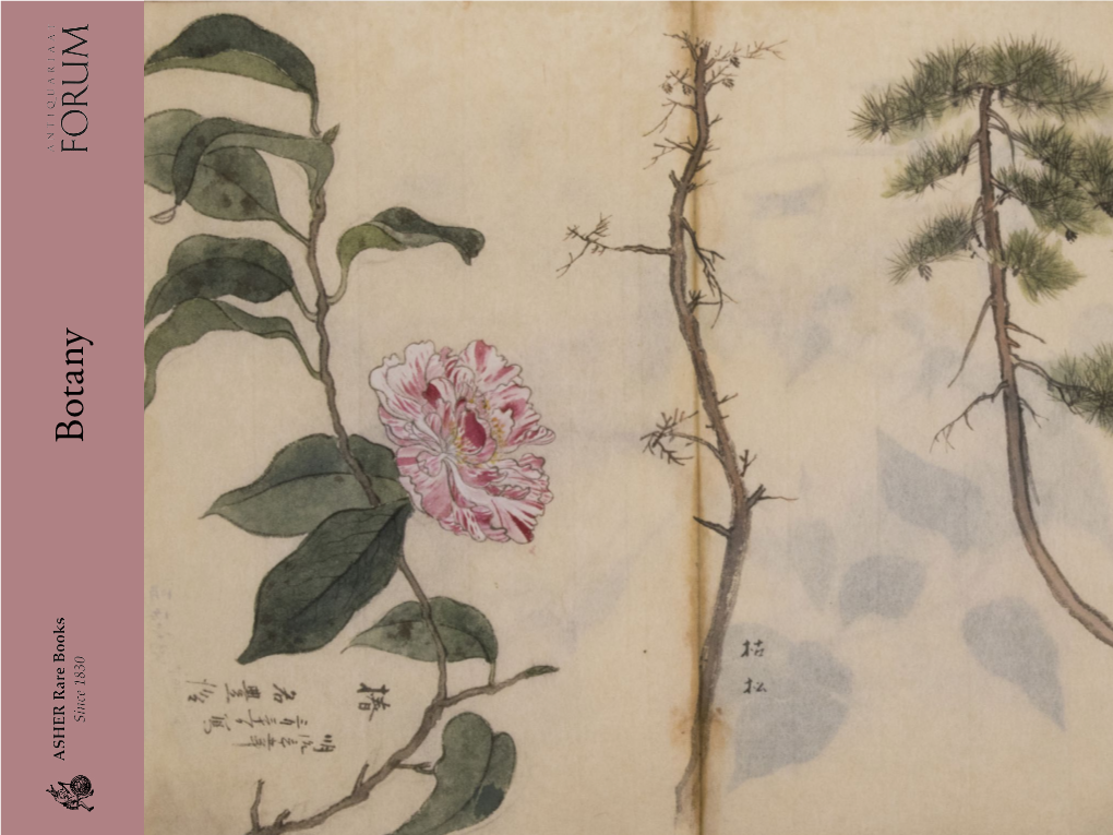 Botanical Drawings Include Bananas, Sweet Potato, Melon, Bamboo Shoots, Ginger, Saffron, Some Sort of Cabbage, Peas(?) Growing in a Pot and Others