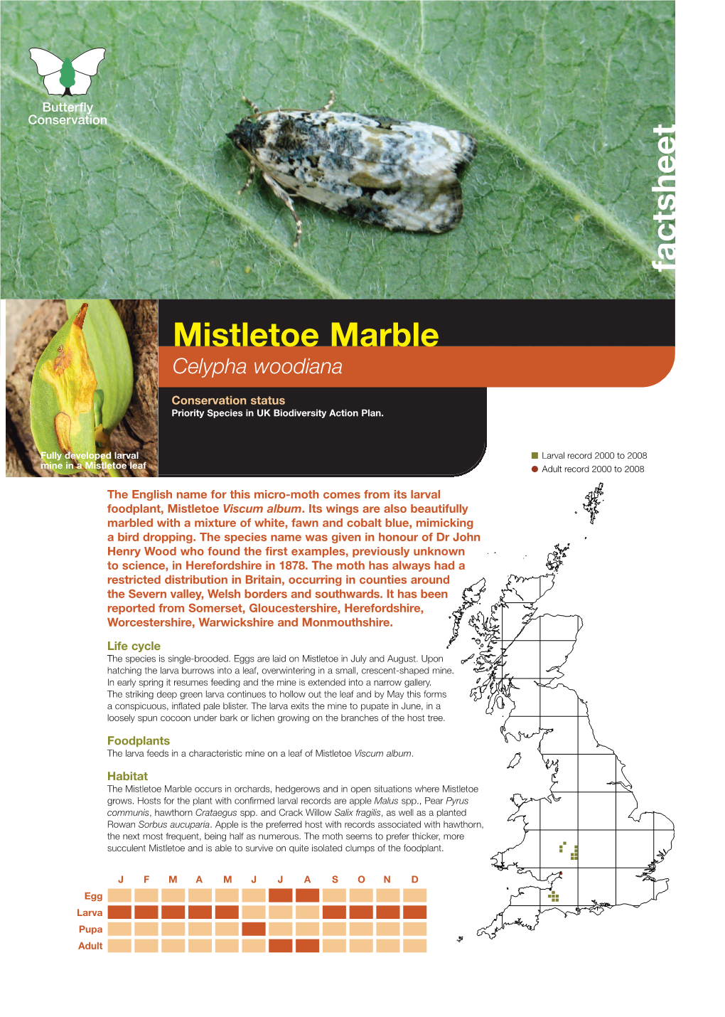 Mistletoe Marble Priority Species Factsheet