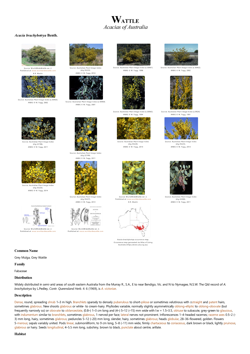 Acacia Brachybotrya Benth