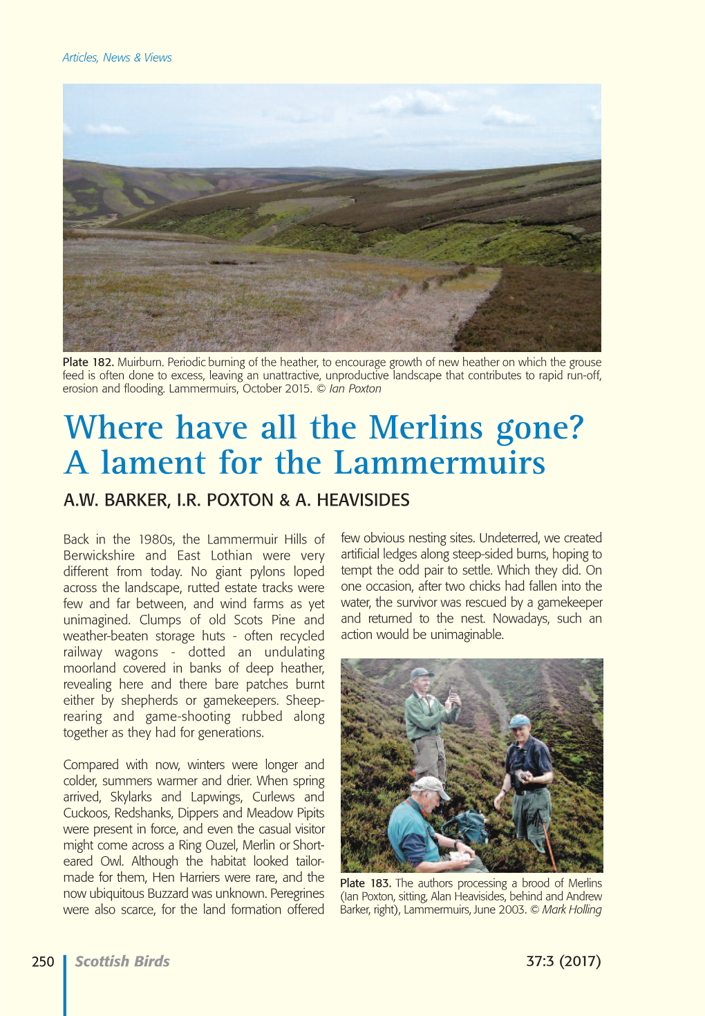 Where Have All the Merlins Gone? a Lament for the Lammermuirs A.W