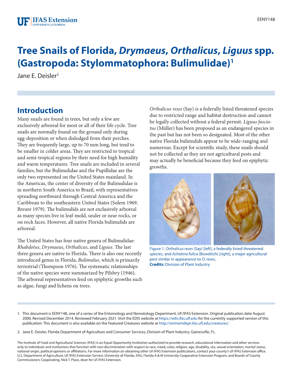 Tree Snails of Florida, Drymaeus, Orthalicus, Liguus Spp