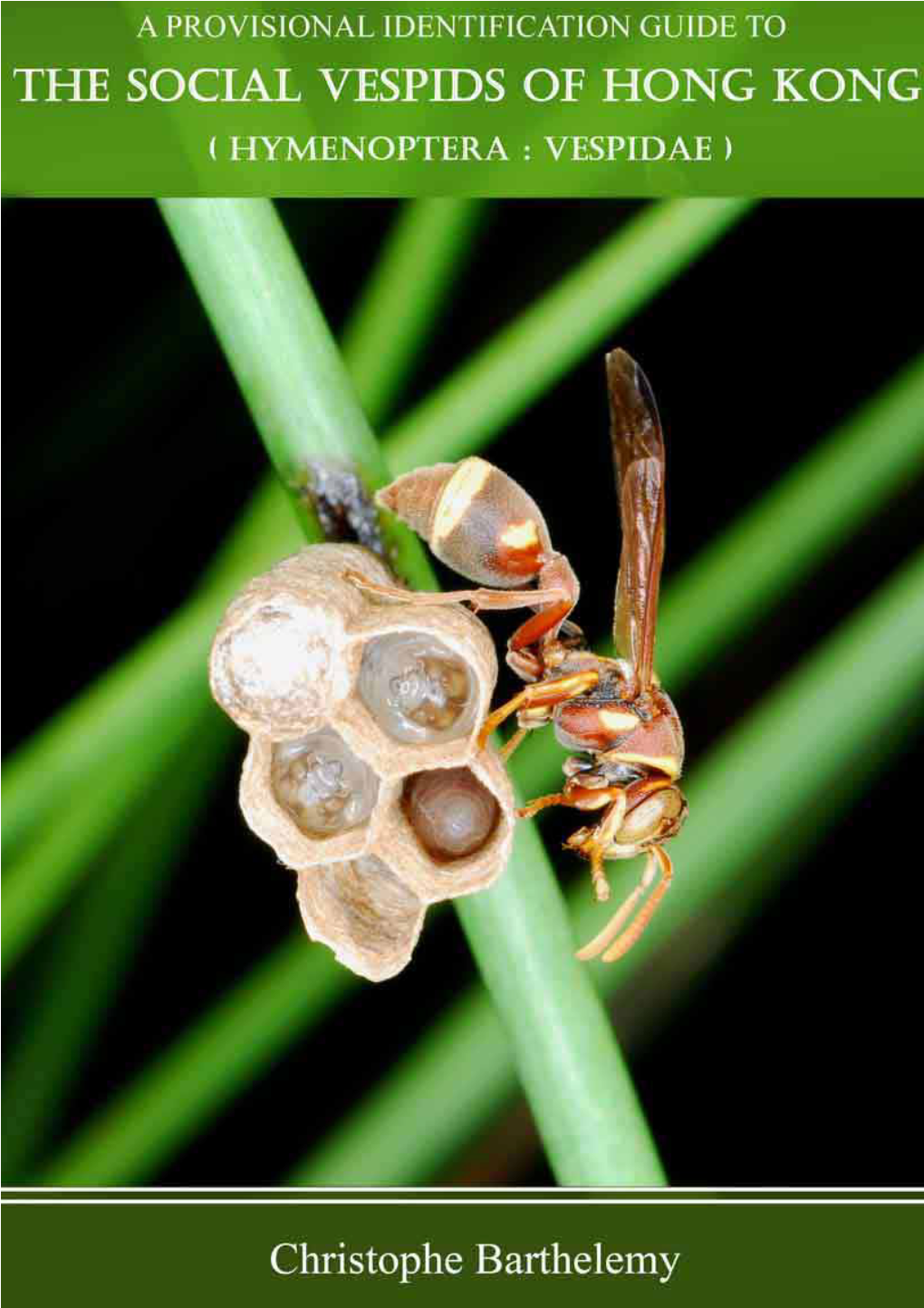 4 the Hong Kong Species of Social Vespidae