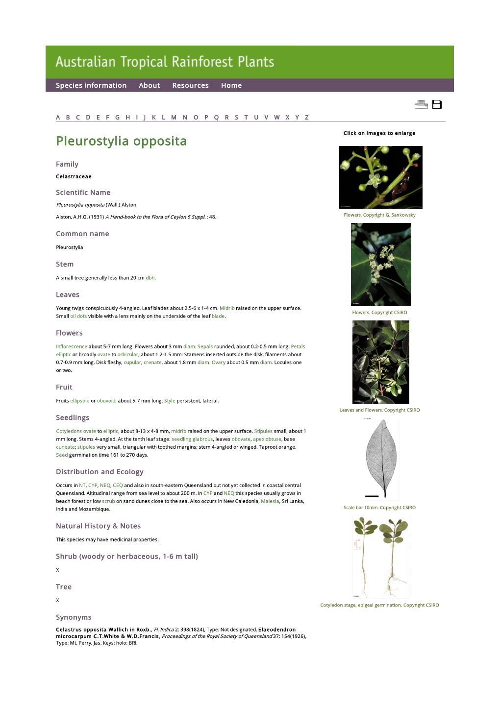 Pleurostylia Opposita Click on Images to Enlarge