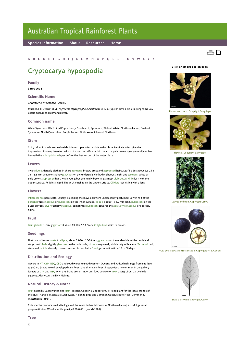 Cryptocarya Hypospodia Click on Images to Enlarge