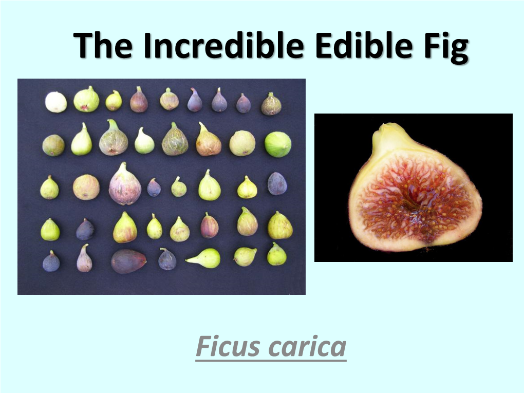 The Incredible Edible Fig Presentation