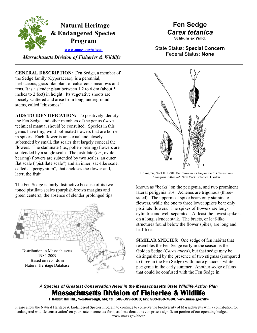 Fen Sedge Carex Tetanica