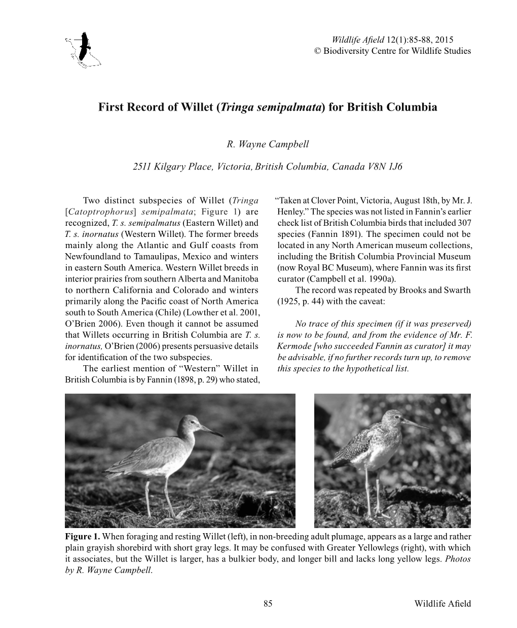 First Record of Willet (Tringa Semipalmata) for British Columbia